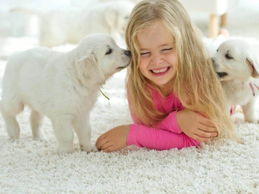 Child playing with puppies on a freshly cleaned carpet
