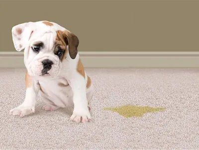 Bulldog puppy beside a pet stain on a carpet
