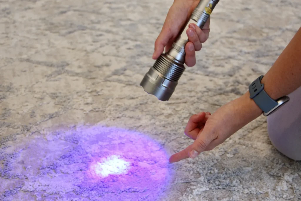 UV torch showing a hidden pet stain on a carpet