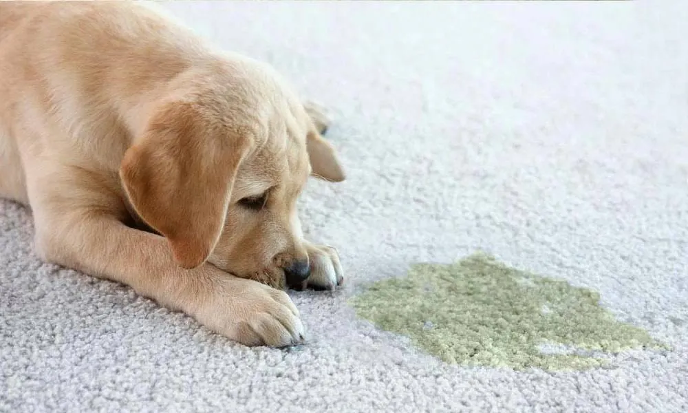 Puppy next to a urine stain on a cream carpet